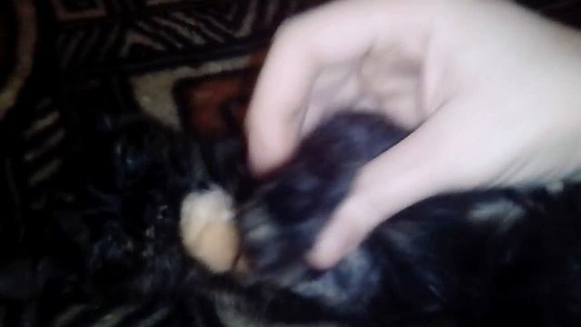 МОЯ МАЛЕНЬКАЯ ЧЕРНАЯ ПРЕЛЕСТЬ У МЕНЯ КОТ? ИЛИ КОШКА? смотреть онлайн