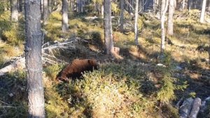 Пробуждение медведя от спячки