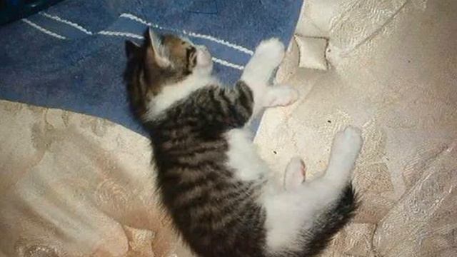 Memories For Tinkerbell & Sylvester смотреть онлайн