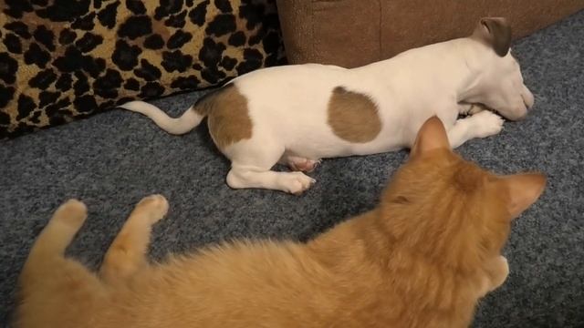 ЛЫСИНА у Альмы, Идем к ветеринару, Покупки для школы, ПОКУПКИ продуктов смотреть онлайн