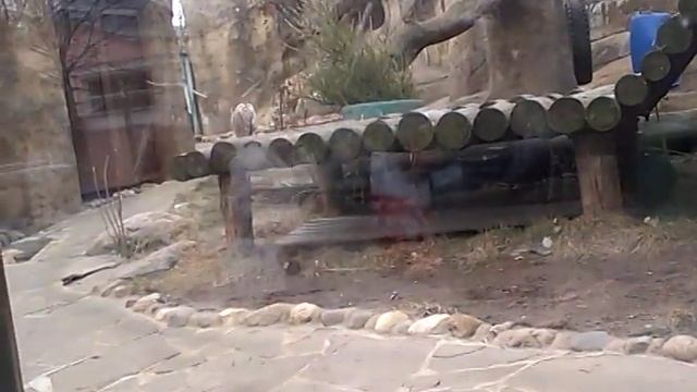 Московский зоопарк. Белый тигр. смотреть онлайн