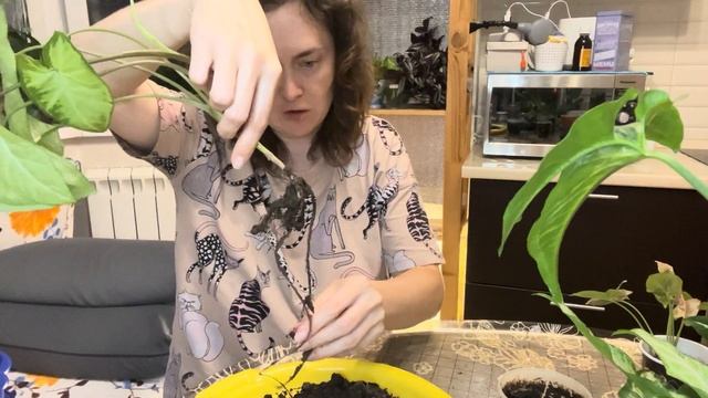 Безымянные сингониумы. Пересадка после покупки. смотреть онлайн