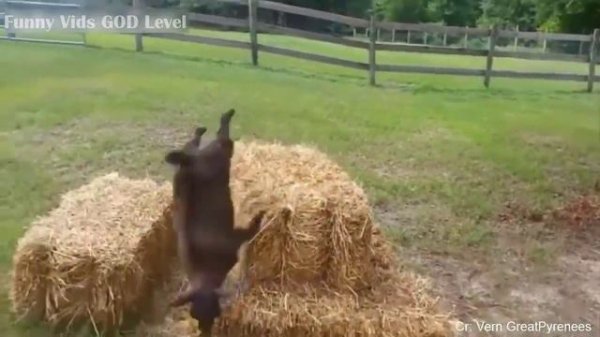 Fainting Goats Very Funny Compilation 🐐😂 Best of Fainting Goats Video