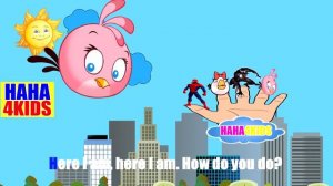 Spiderman finger family with Angry Birds  of family fingers nursery rhymes for kids