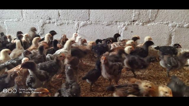 Giriraj koli chicks for sale || sold out || in Karnataka || in Kannada || смотреть онлайн