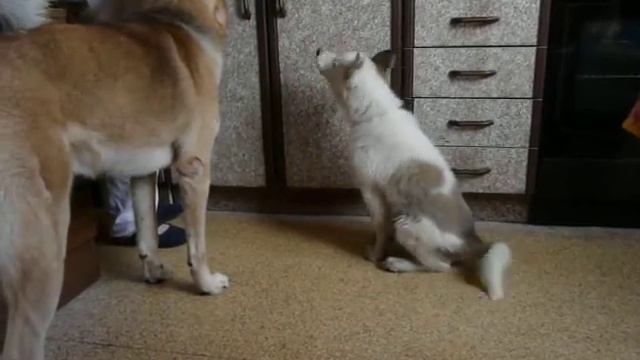 Хочу кушать!!!