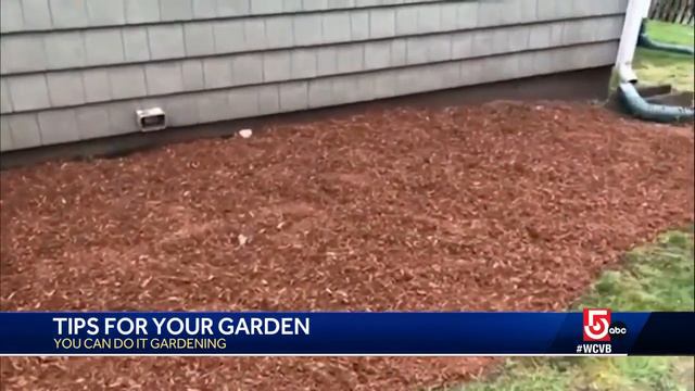 Hydrangeas not blooming? Gardening expert offers her advice смотреть онлайн