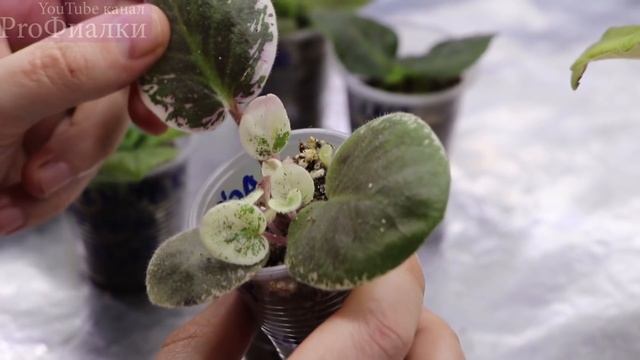 Фиалка от ЛИСТИКА И ДО ПОЯВЛЕНИЯ ПЕРВЫХ ДЕТОК Сколько проходит времени и ВАЖНЫЕ МОМЕНТЫ смотреть онлайн