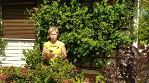 ВЕЙГЕЛА ? Особенности ухода и выращивания/ Садовый гид