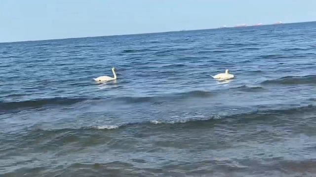 «Плеск Волн» Музыка Сергея Чекалина И плещется моя душа у волнах Музыки Вашей прекрасной смотреть онлайн