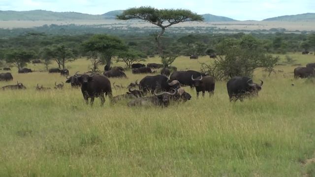 African Buffalo - Serengeti National Park Africa смотреть онлайн