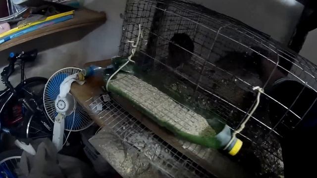 Как отличить эстонских перепелов, самца от самки?/How to distinguish the Estonian quail? смотреть онлайн