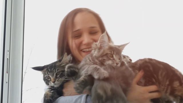 Happy Smiles Young Woman With Her Maine Coon Kittens And Luminous Rays Of The Sun.