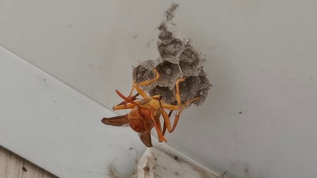 Оса - палач. Яд невероятной мощи. смотреть онлайн