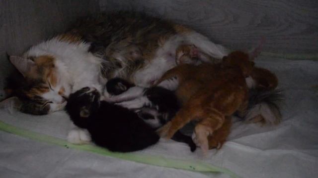 Котята мейн кун меньше 2 недель смотреть онлайн