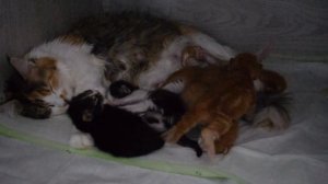 Котята мейн кун меньше 2 недель