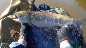 ВОТ ТАК ЛОВЯТ ЛОСОСЯ, КЕТА,ГОРБУША,  сплавными сетями, Лицензионная рыбалка на Амуре,