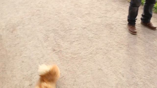 Тушканчик бежит))))) смотреть онлайн