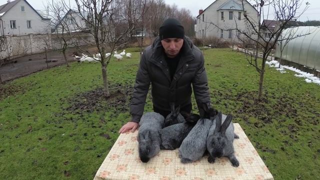 Отказ от Калифорнии в пользу Полтавского серебра смотреть онлайн