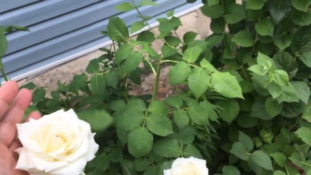 Роза белая "Боинг" в моем саду! смотреть онлайн