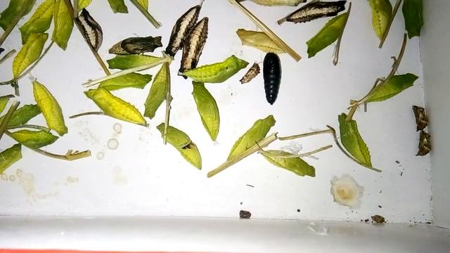 Перезимовали куколки бабочек. Махаон,пестрокрыльница изменчивая,лунка серебристая. смотреть онлайн