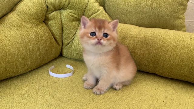 Британские котята смотреть онлайн