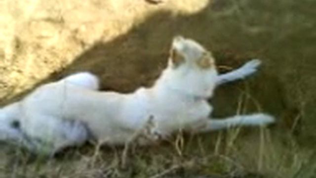Prinsessan смотреть онлайн