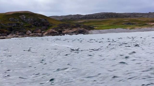 Харловка. Устье. Чайки на отмели. смотреть онлайн