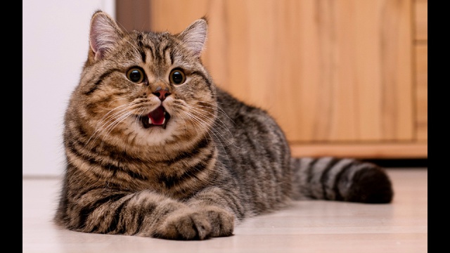 Animals 2013 slideshow - real смотреть онлайн