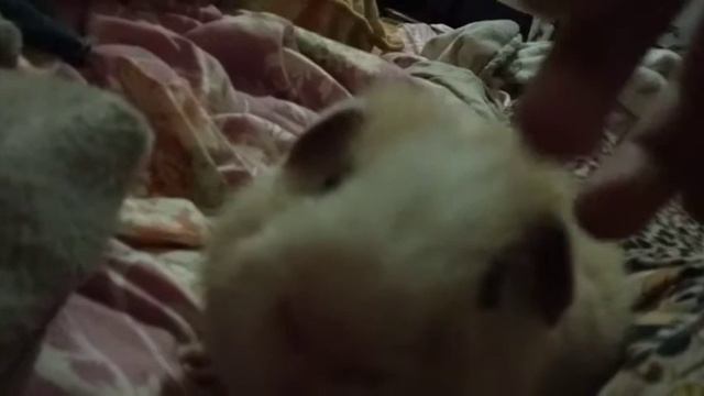 Как пищит морская свинка смотреть онлайн