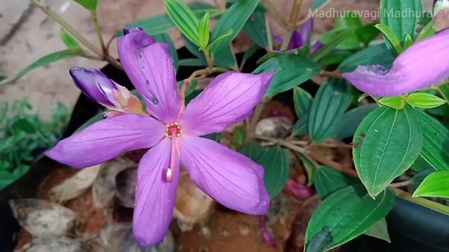 ಬೇಸಿಗೆಯಲ್ಲಿ ಬೆಳೆಸಬಹುದಾದ 10 ಹೂ ಗಿಡಗಳು | 10 easy to grow summer plants | plants for beginners смотреть онлайн