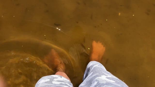 Муравейники. Кто быстрее съест сахар? смотреть онлайн