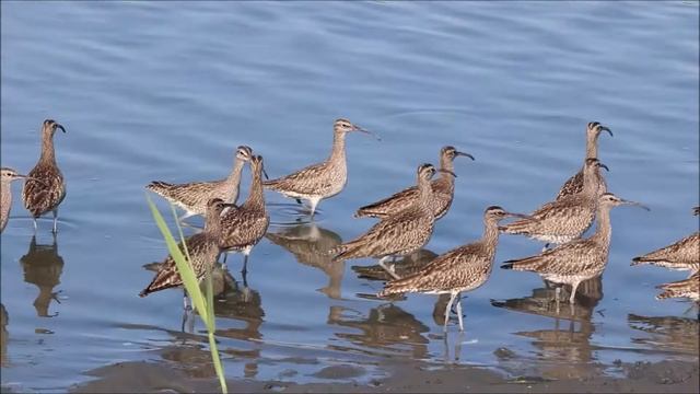 Средние кроншнепы (лат. Numenius phaeopus) смотреть онлайн