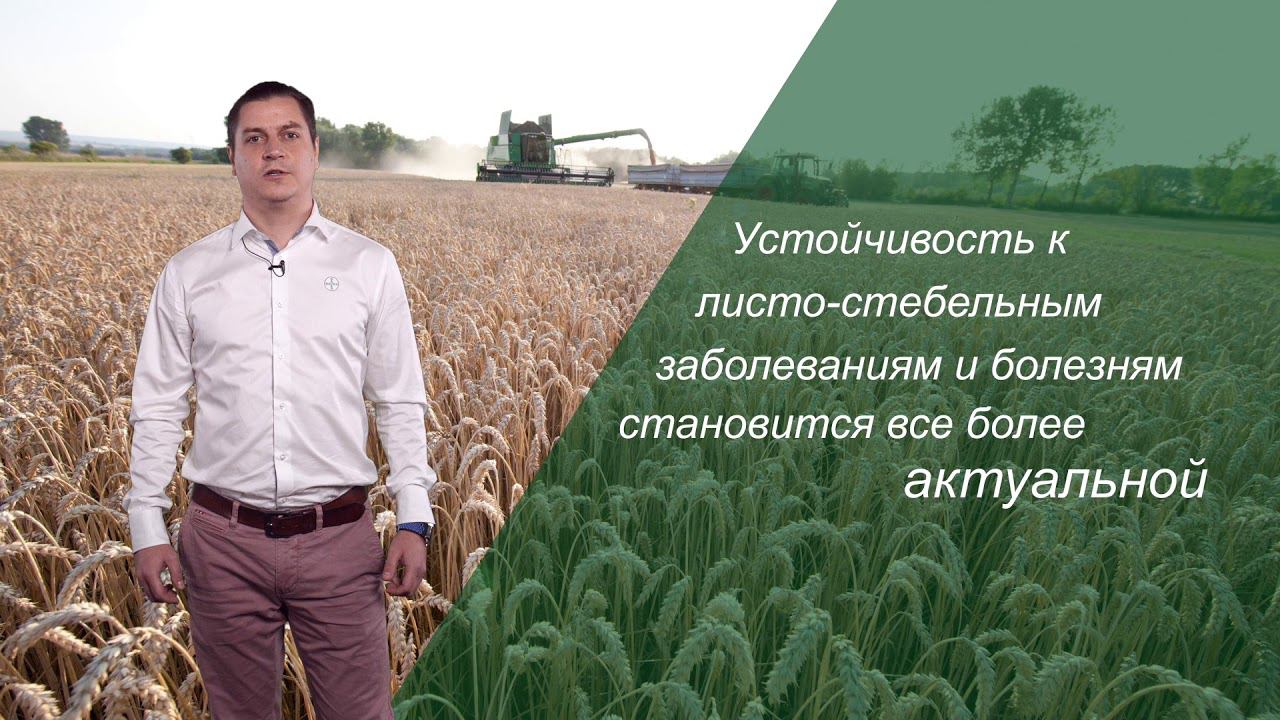 Cereals Variety смотреть онлайн