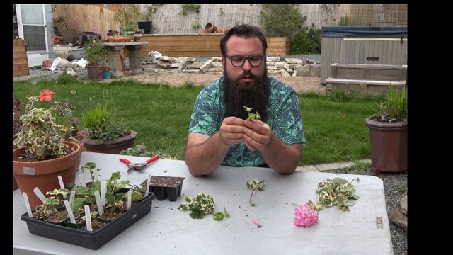Pelargonium / "Geranium" Cuttings part 2 смотреть онлайн
