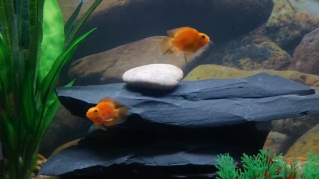 Blood Parrot Cichlids & Clown Loachs смотреть онлайн