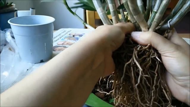 Repotting And Dividing Dendrobium Berry Oda