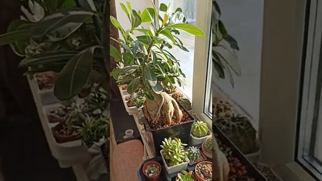 Адениум Бонсай в трехлитровом горшке смотреть онлайн