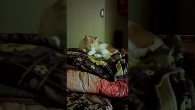 Кот Кузя умывается смотреть онлайн