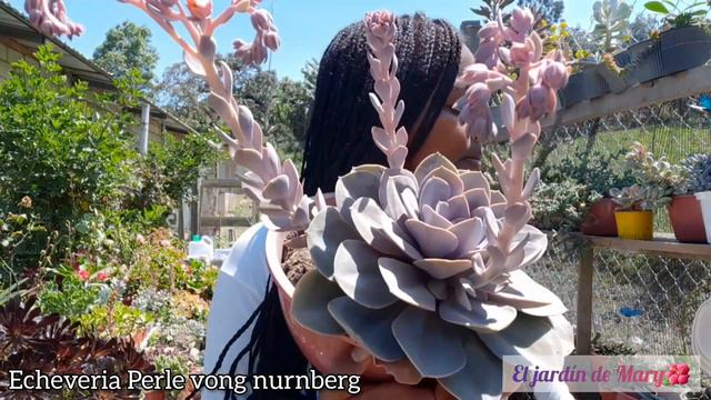 Echeveria Perle Vong Nurnberg | Cuidados | El jardín de Mary🌺 смотреть онлайн