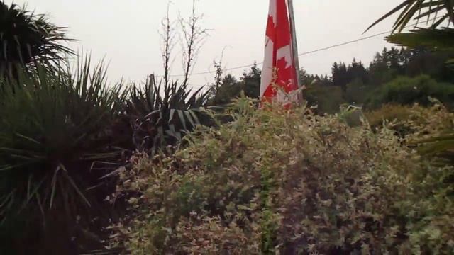 Cordyline australis with seed / Canada смотреть онлайн