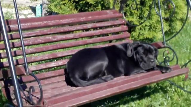 Кане корсе отдыхает. смотреть онлайн
