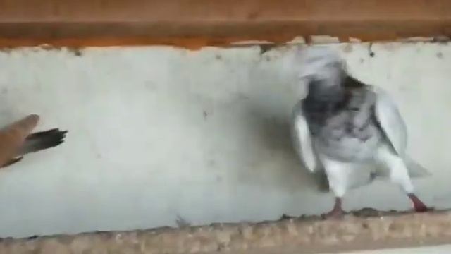 Голуби бакинские широкохвостые 8 918 738 94 03. смотреть онлайн