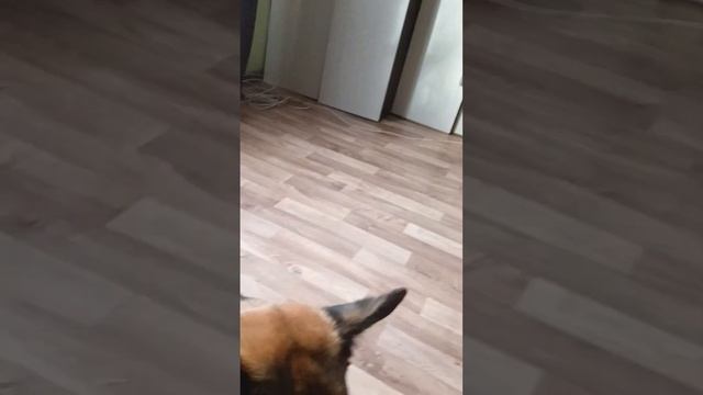 Воспитание собаки (виновен) смотреть онлайн