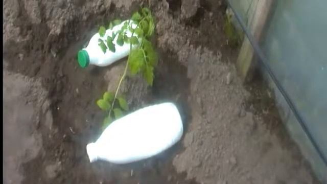 PROSTO - ZNAEM как защитить рассаду помидор от заморозков в необогреваемой теплице смотреть онлайн