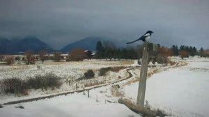 🎵 Сорока,которую воспитали вороны ) Имитация голоса ворон