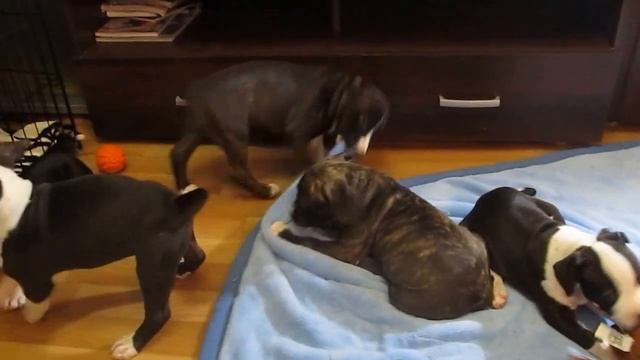 Рождественские детки Кира и Дженни, 1,5 месяца от роду. смотреть онлайн