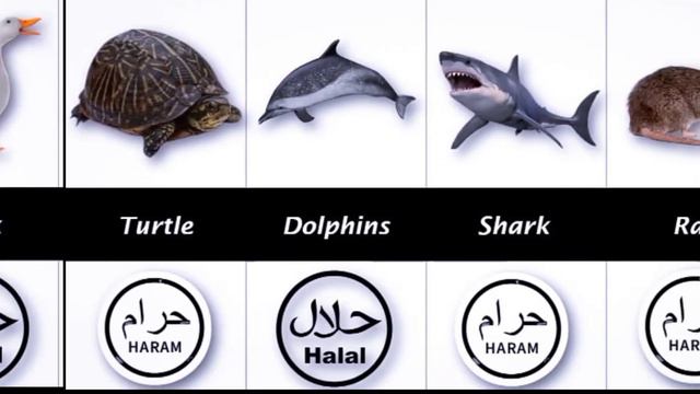 Halal And Haram Animals Meat in islam Part 2 | Halal Animals Meat | Haram Animals meat смотреть онлайн
