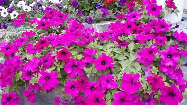 ПЕТУНИИ - КРАСИВЫЕ И НЕПРИХОТЛИВЫЕ Часть 1 смотреть онлайн