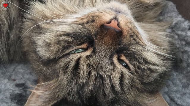 СИБИРСКАЯ ПОРОДА смотреть онлайн